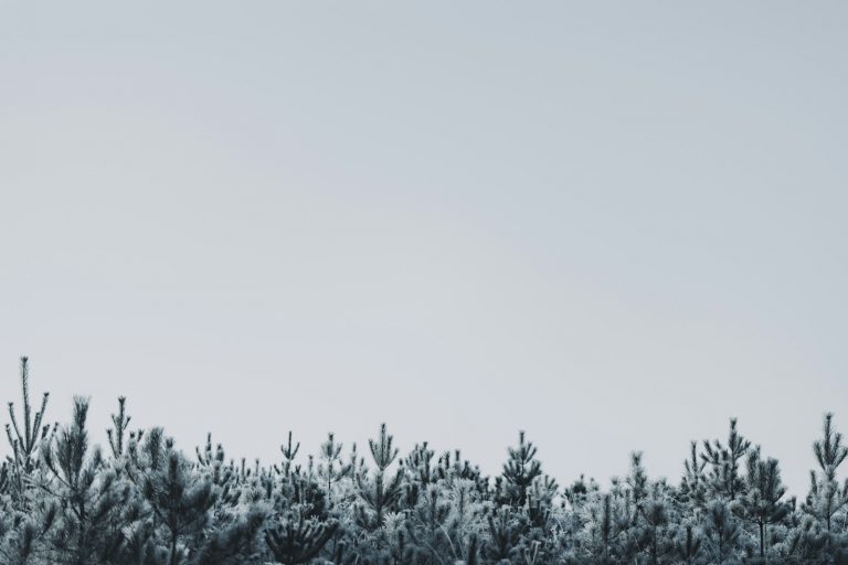 A snow covered field with trees in the background