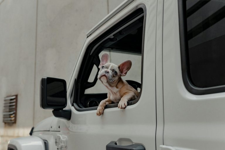 Dog looks out the window of a car.