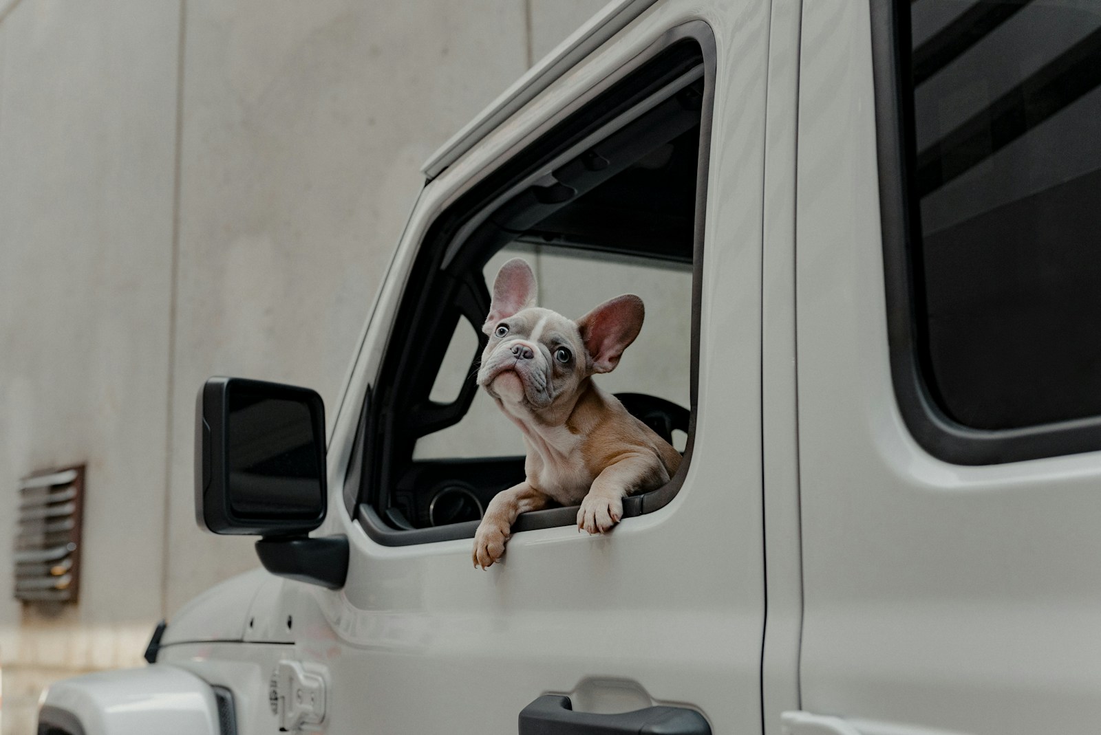 Dog looks out the window of a car.